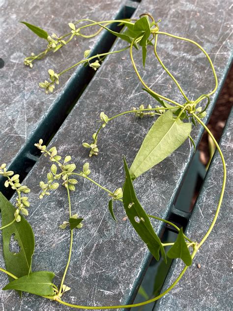 binkdwte|The Noxious, Persistent, Invasive, and Perennial Bindweeds